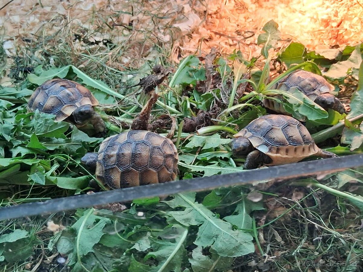 prodám mláďata želv + kompletní terárium - 16