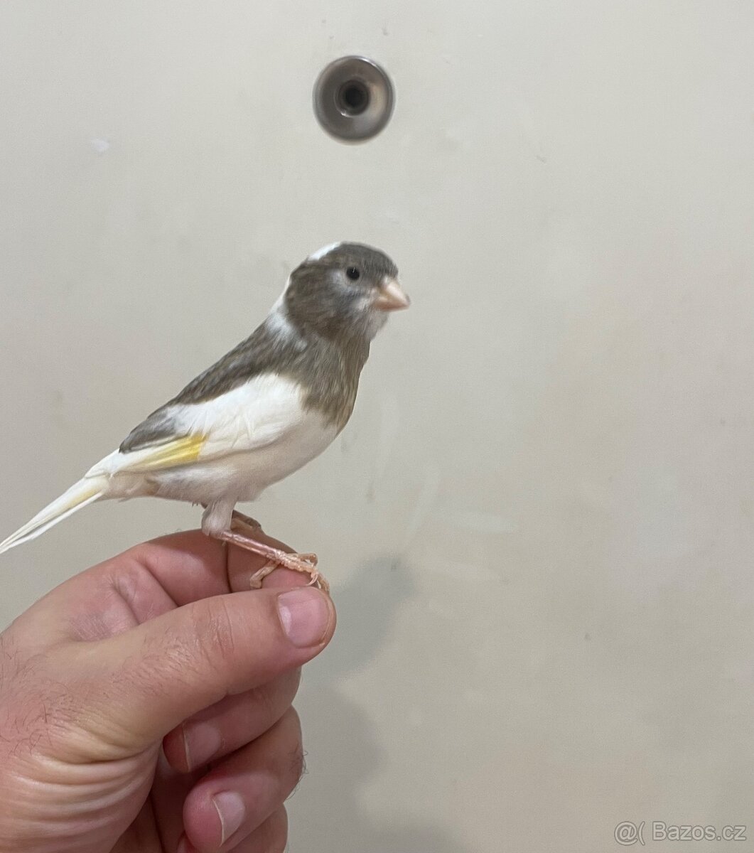 Nabízím kanáři 5/12/2025 - 16