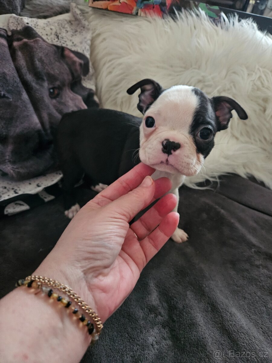 Bostonský teriér - 16
