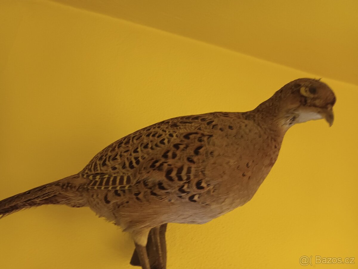 Vycpaná zvířata - 16