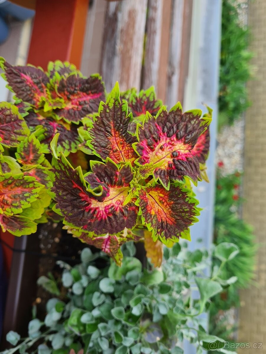 SEMENA Africká okrasná kopřiva Coleus - 16
