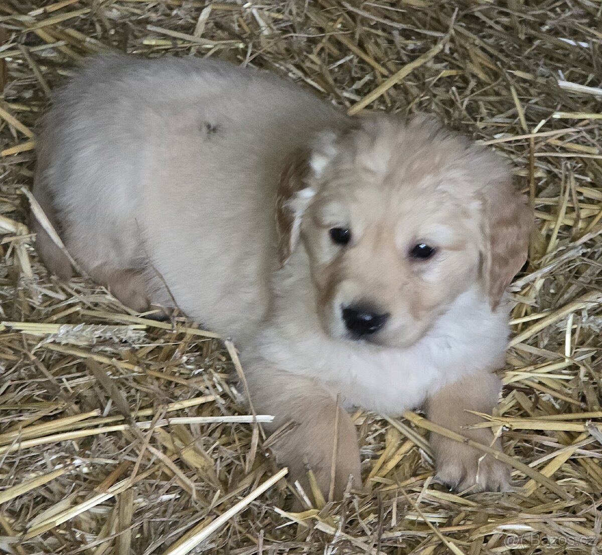 Štěňata Zlatý retrívr - 16