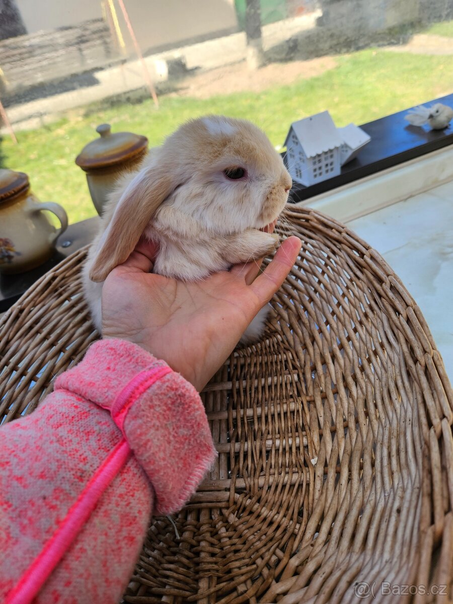 Zakrslý králík - 16