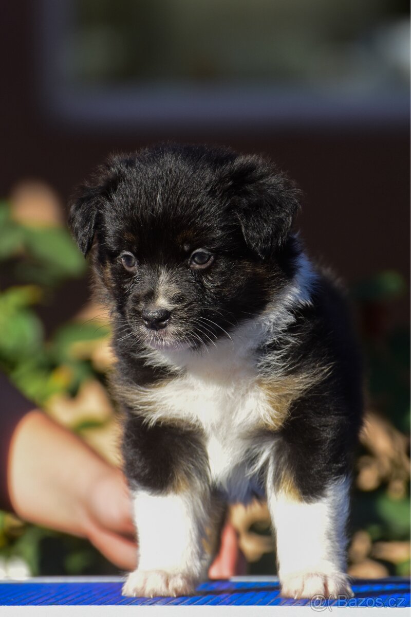 Australský ovčák s PP - blue Merle a black tri - 16