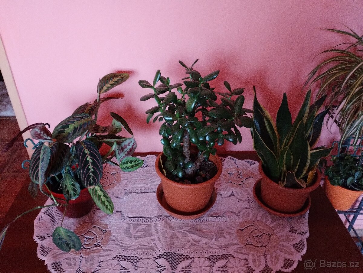 Pokojové rostliny - 16