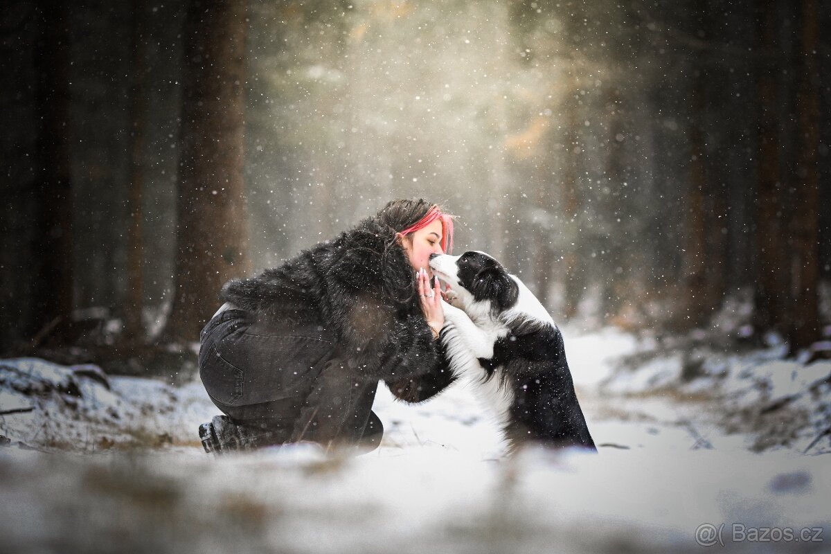 Border kolie s PP - 16