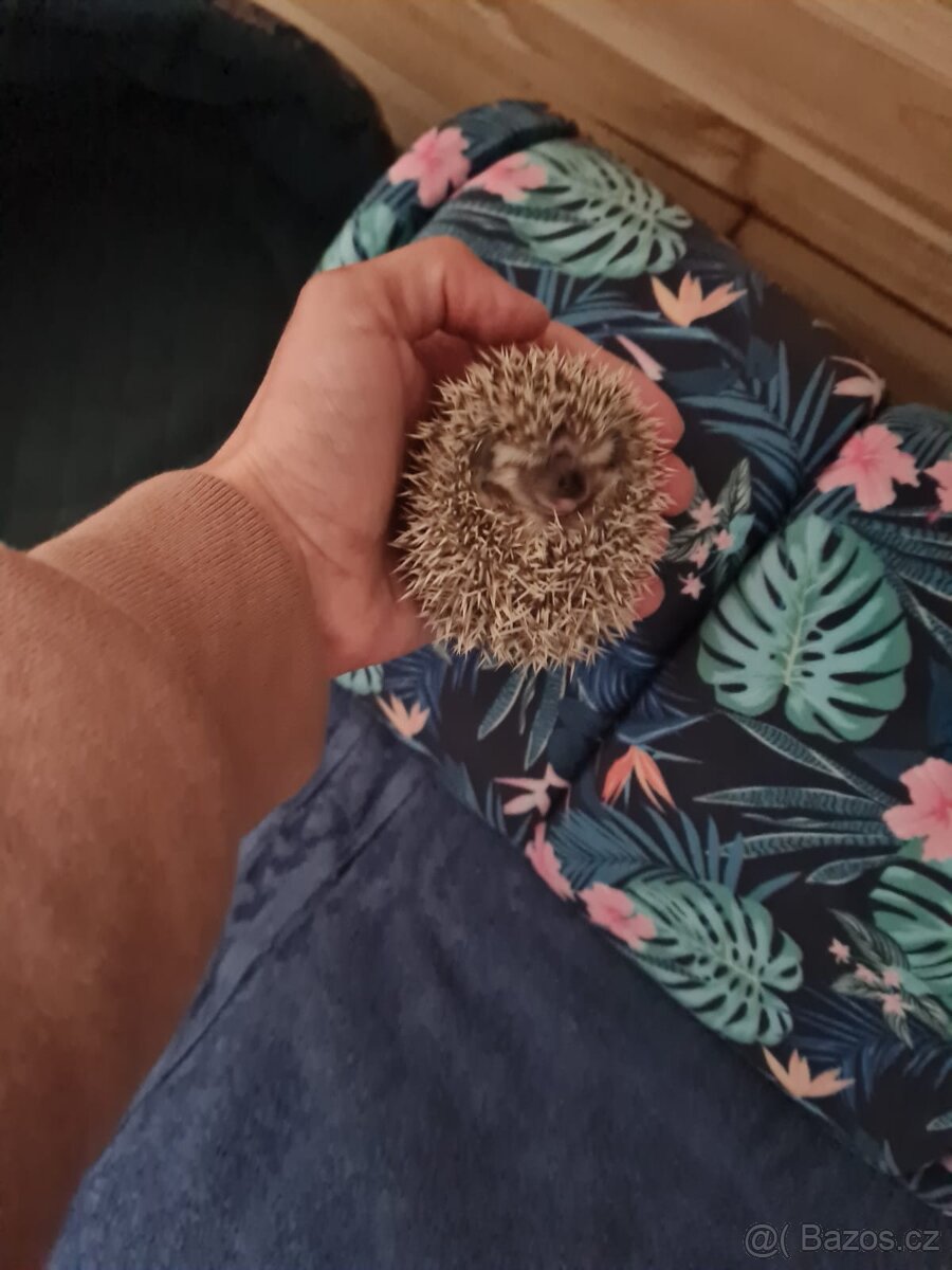 Jezek belobrichy - 16