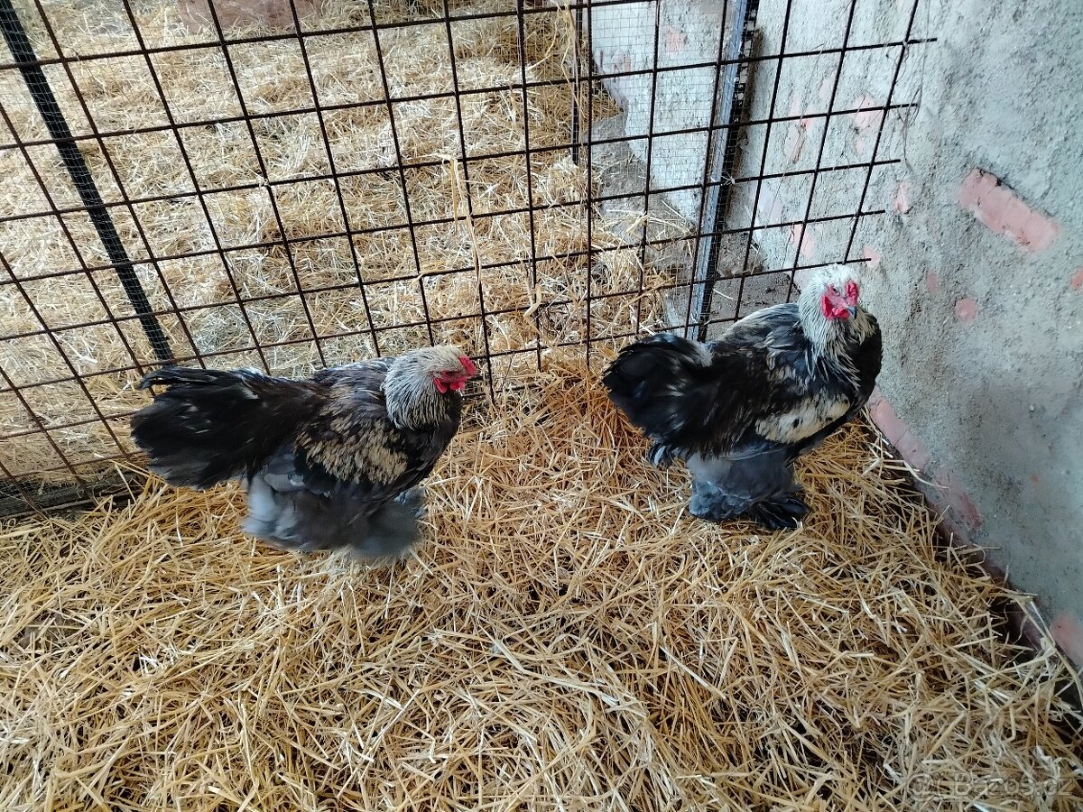 Prodám brahamku velkou - 16