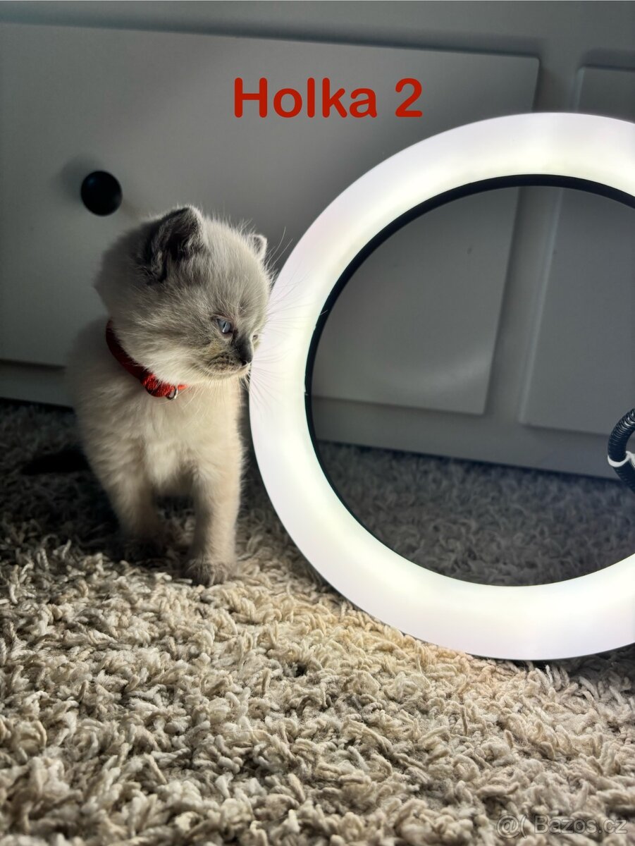 Britská koťata. - 16