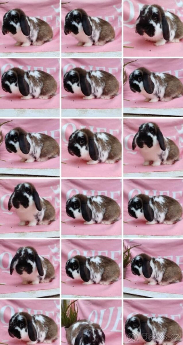 Tipový Sameček Zakrslý Beránek MiniLop - 16