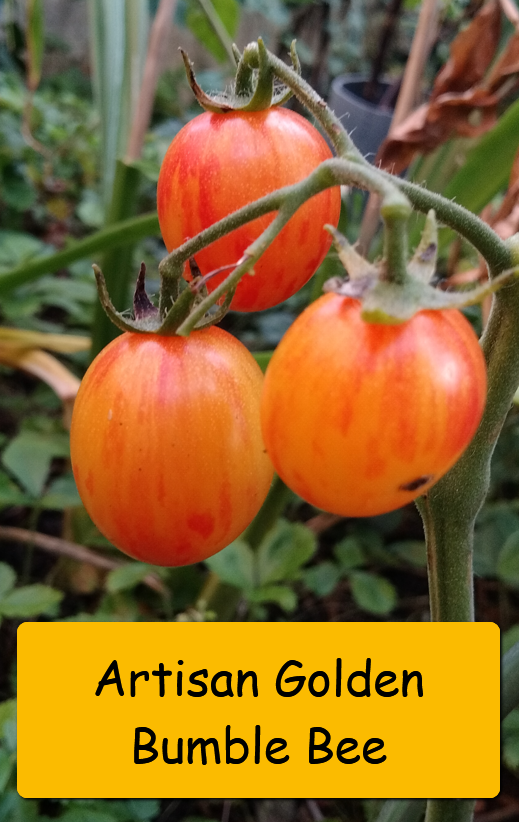 Semínka rajčata tyčkové - různé druhy - 16