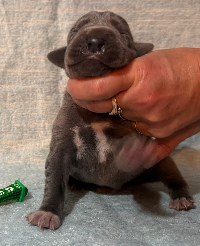 Německá doga modrá s PP - 16