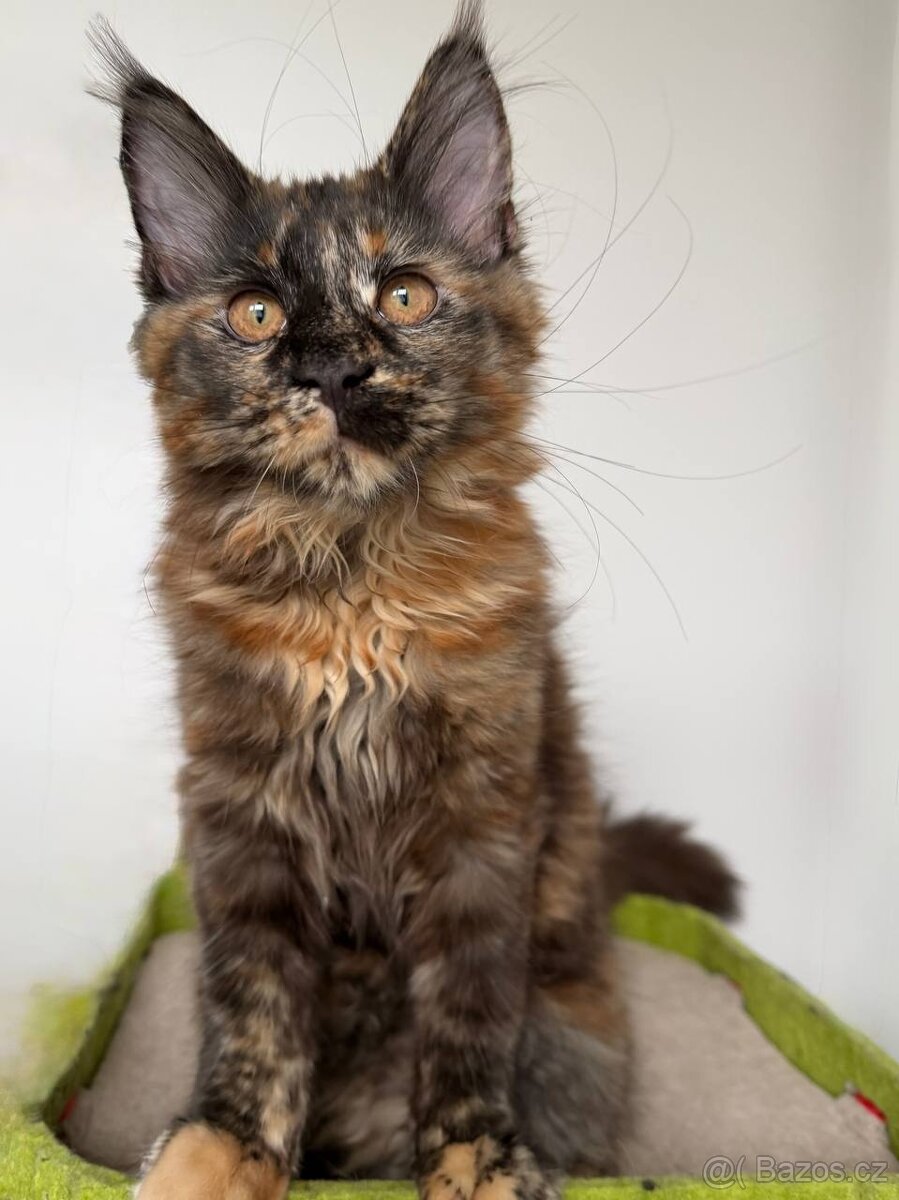 Mainská mývalí koťátka s PP - 16