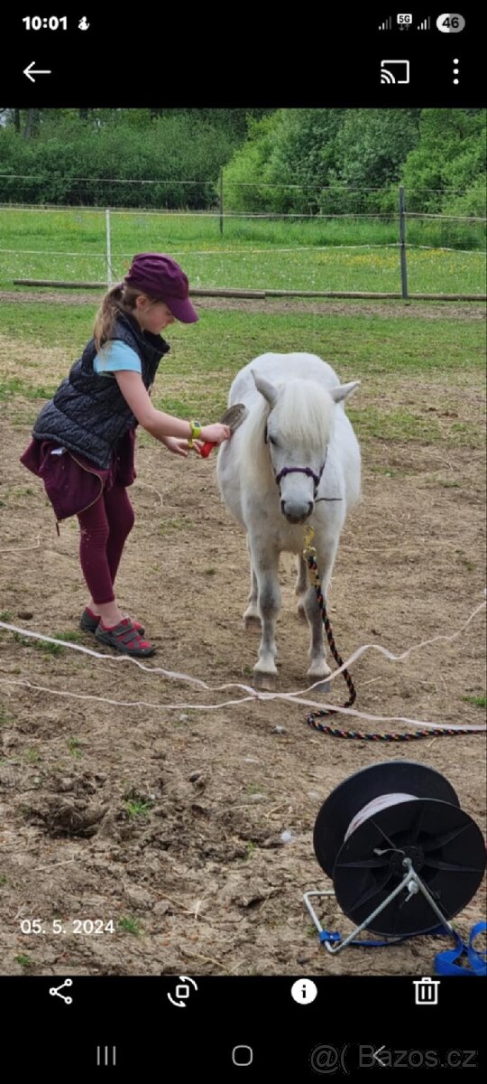 3 lety valach minihorse - 16