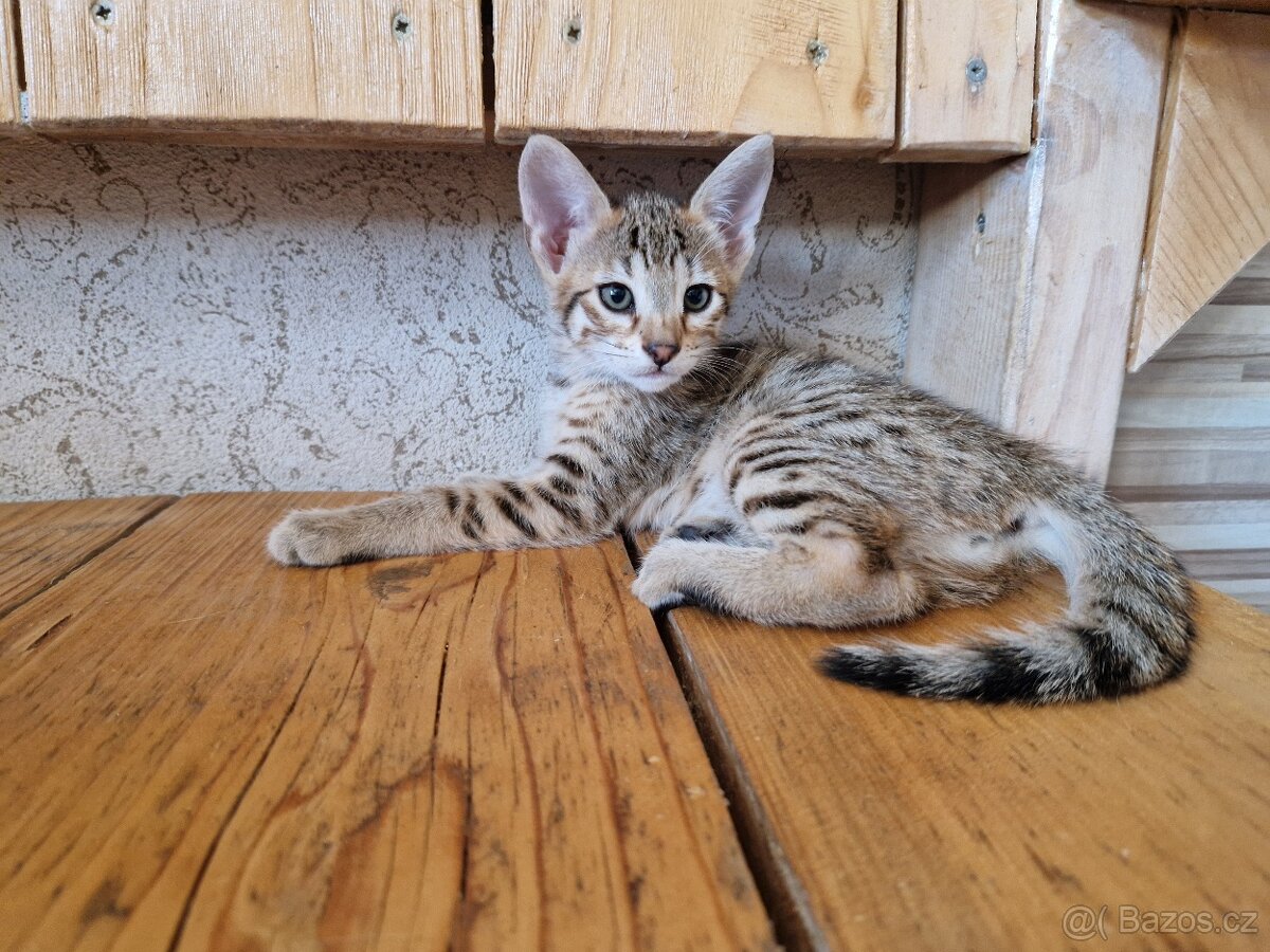 Savannah kotatka F5 - 16