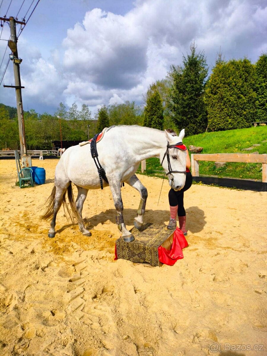 Starokladrubský valach na prodej - 16