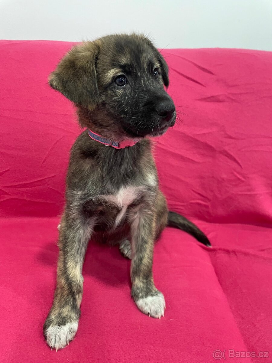 🐾 Exkluzivní štěňata k odběru – silná genetika, skvělé pova - 16