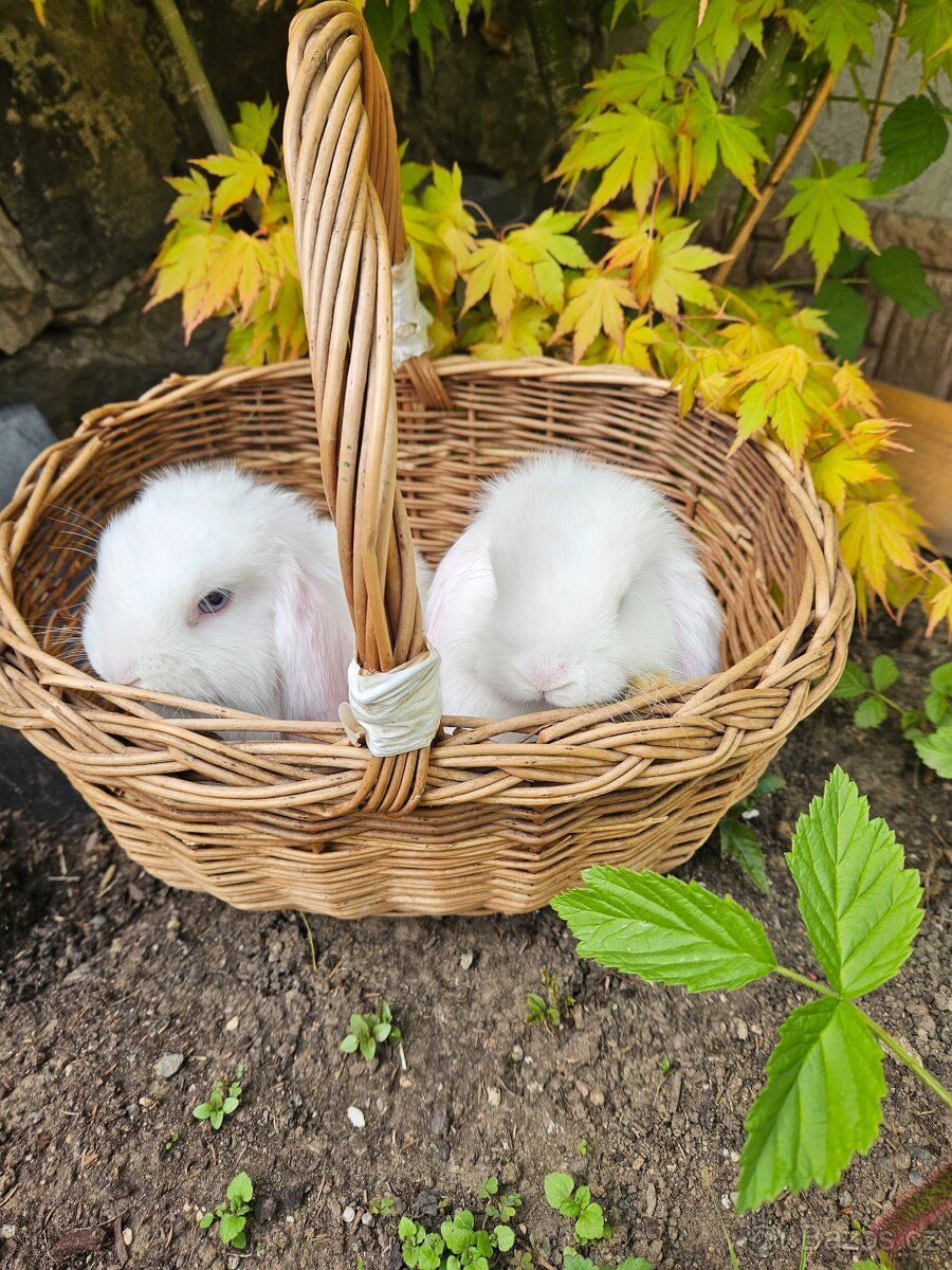 Zakrslý králík - 16