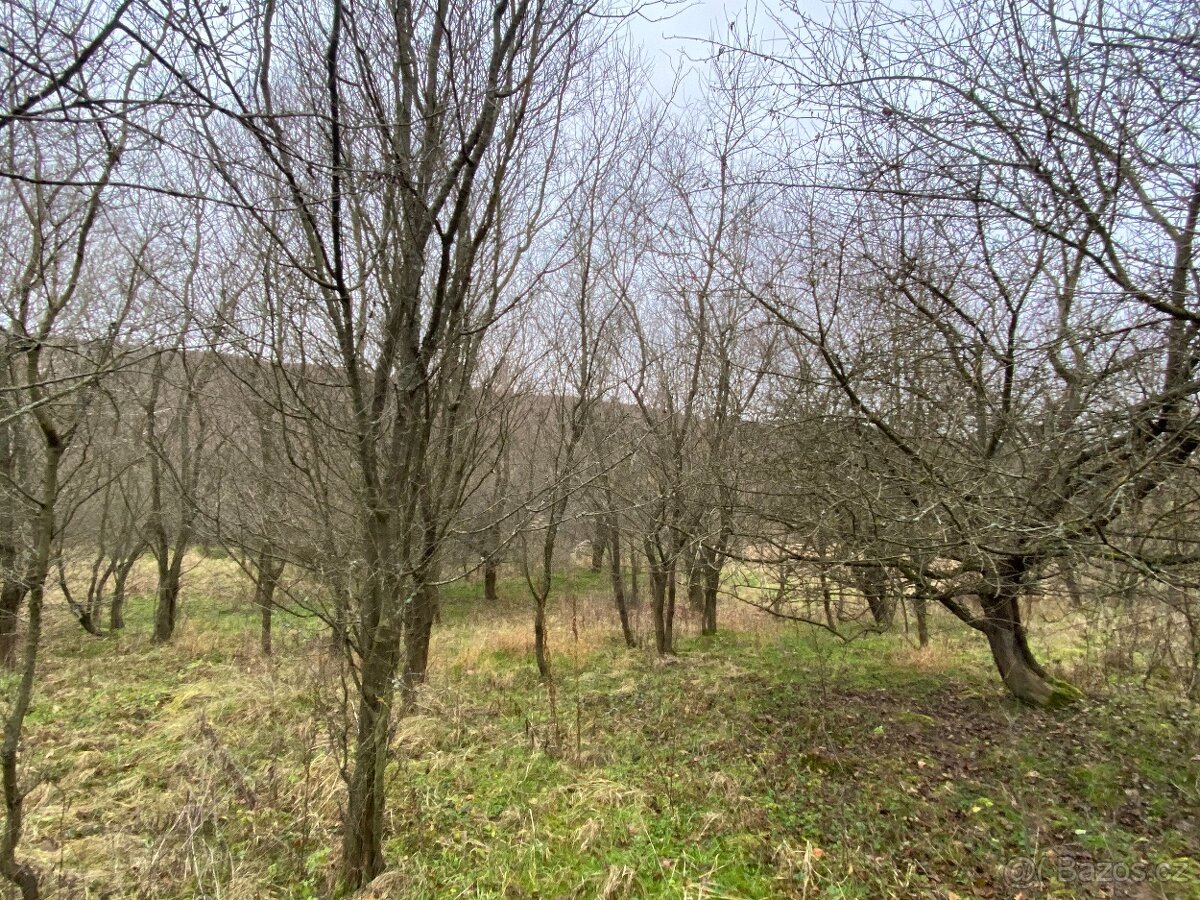 Lesní pozemek Šarovy - 16