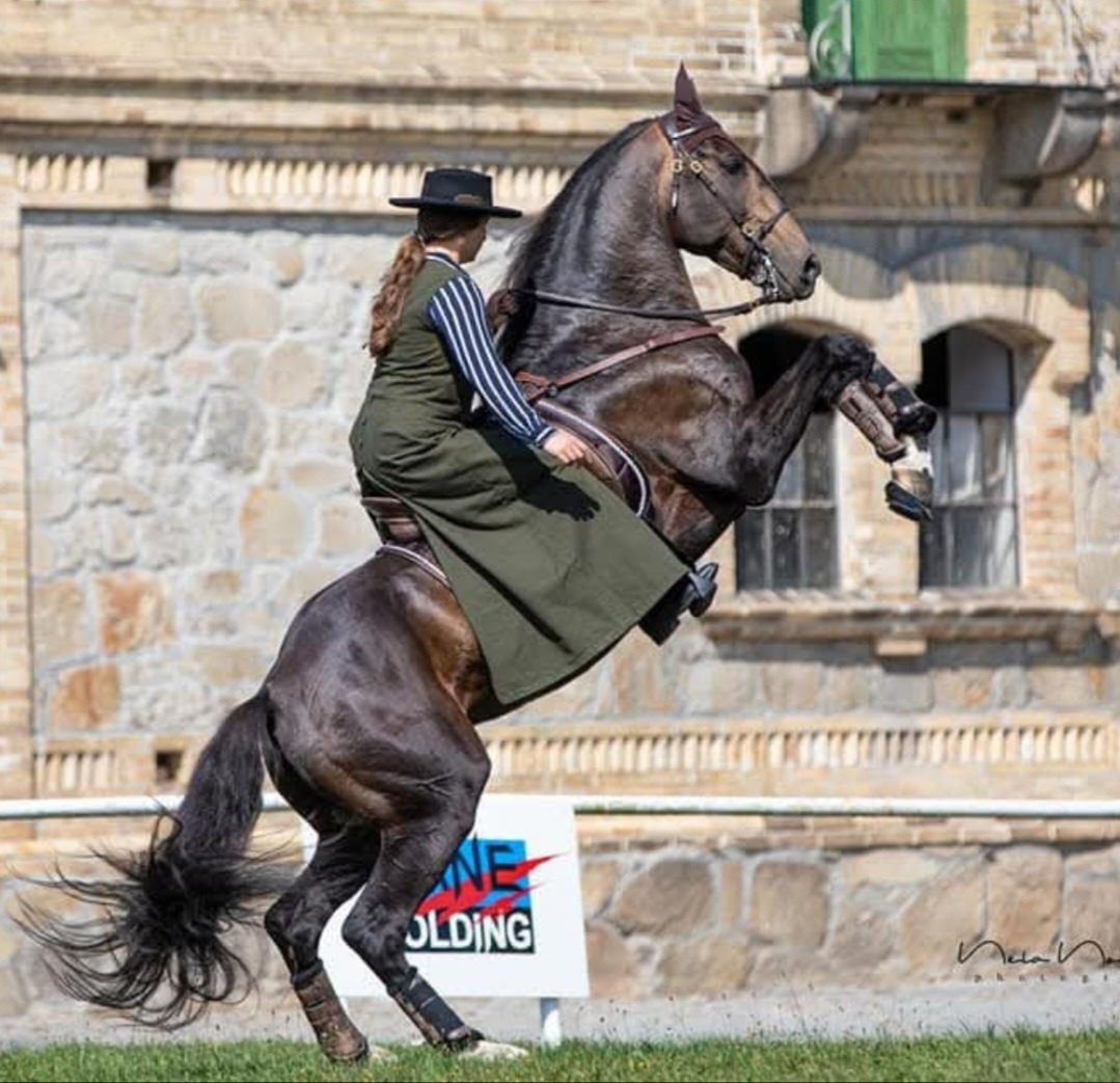 TOP klisnička PSL - 16