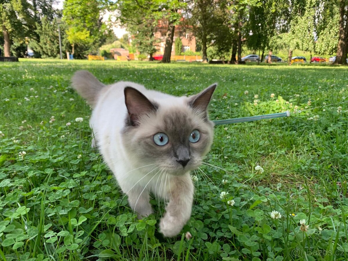 Hledám dočasnou péči pro Ragdoll kočičku - 16