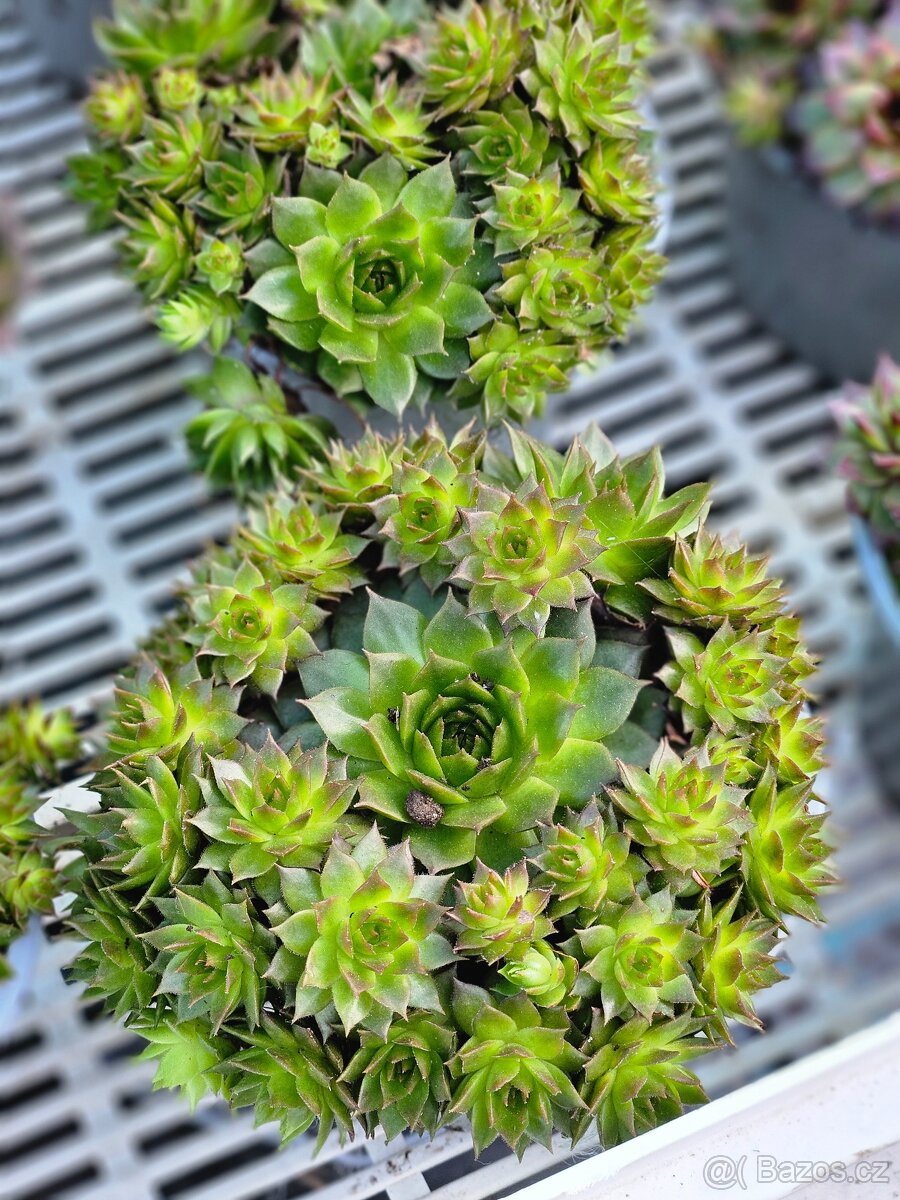 Jarní květiny, rostliny - 16