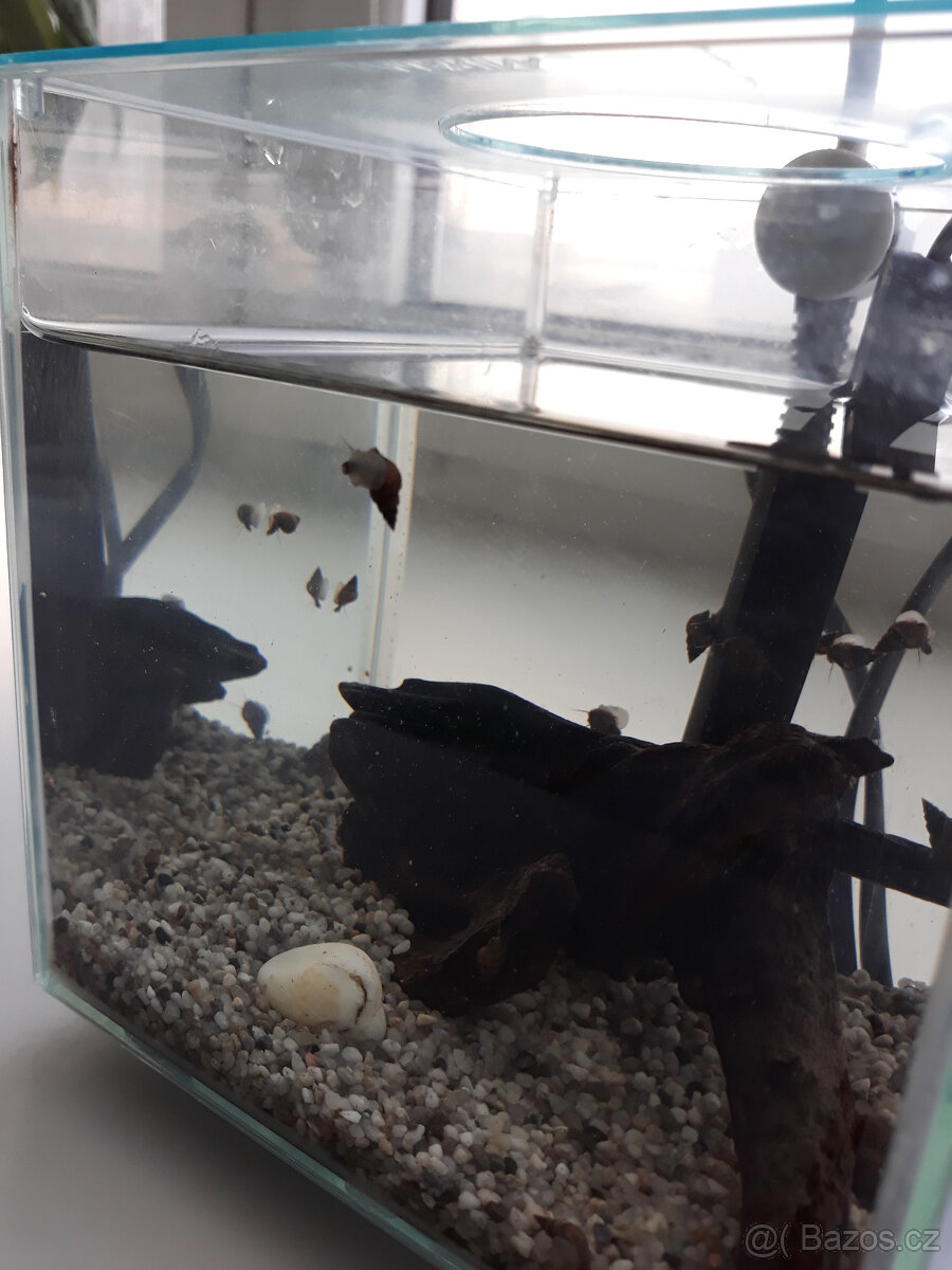 Akvarijní šneci - piskořky a okružáci všech barev - 16