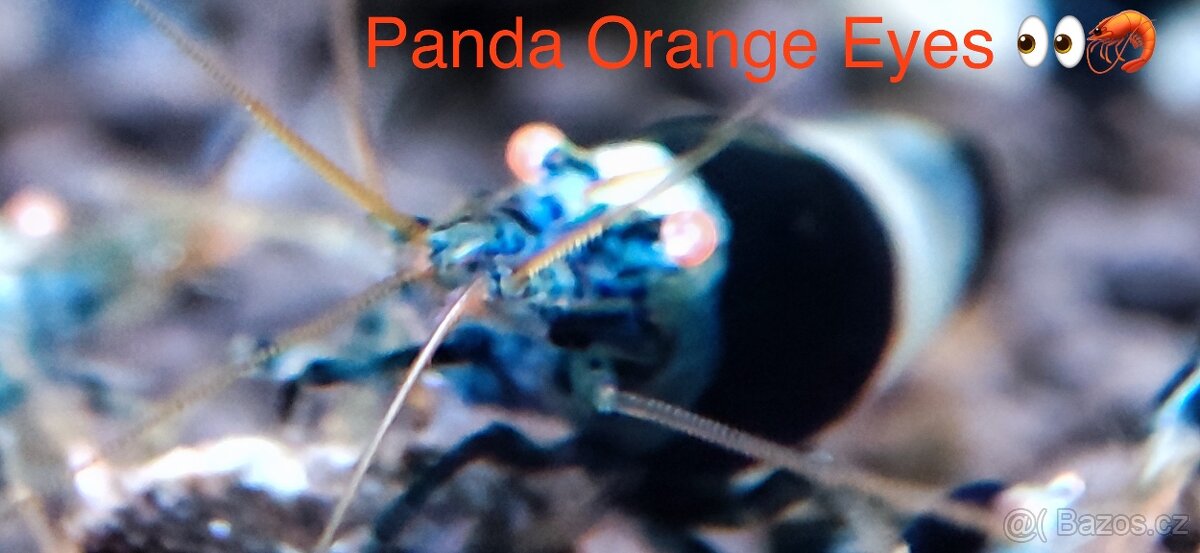 TOP AKVA KREVETKY PREMIUM Caridina a Neocaridina - Odchovy - 16