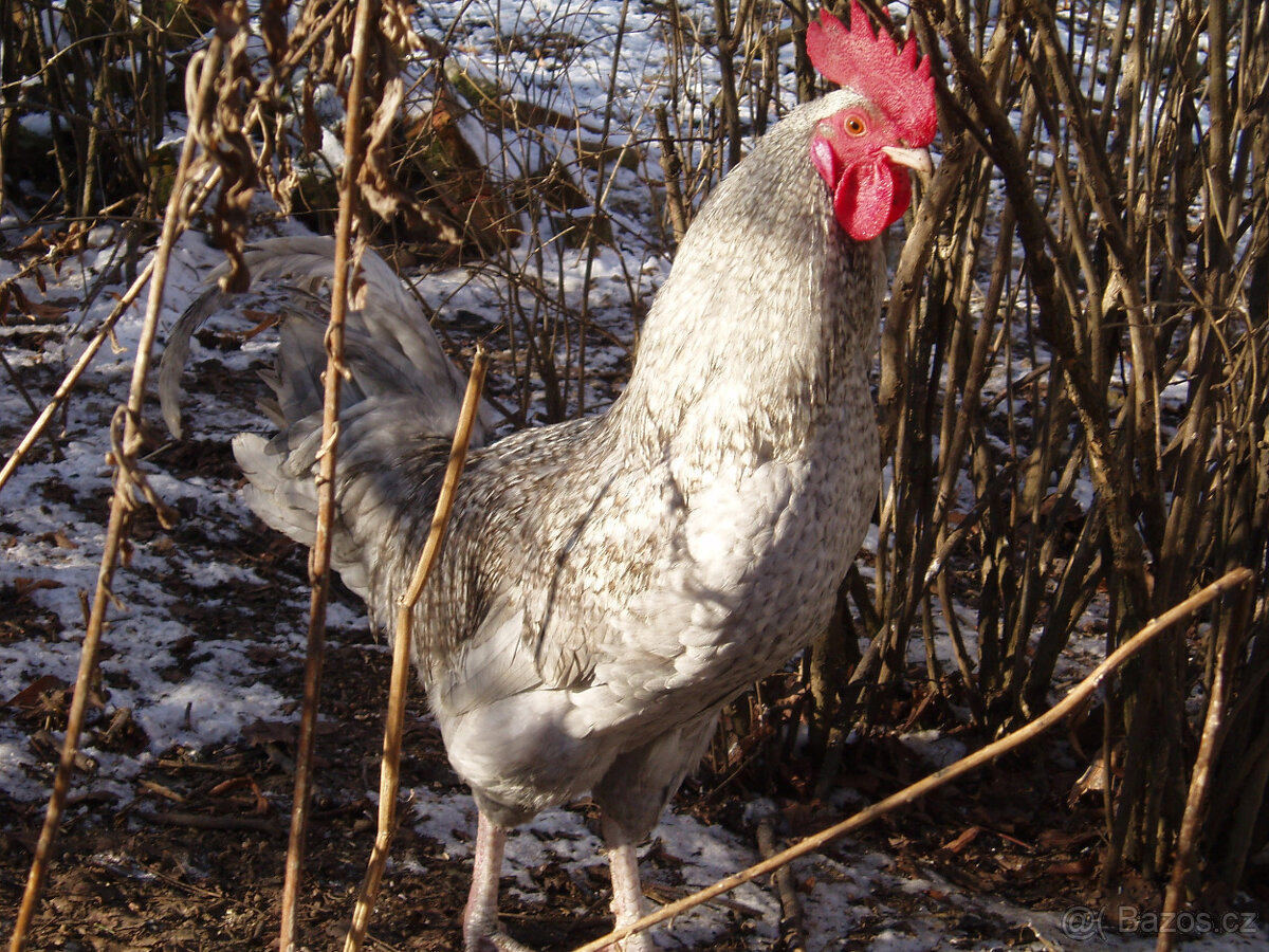 Prodám krásného kohouta do chovu - 16