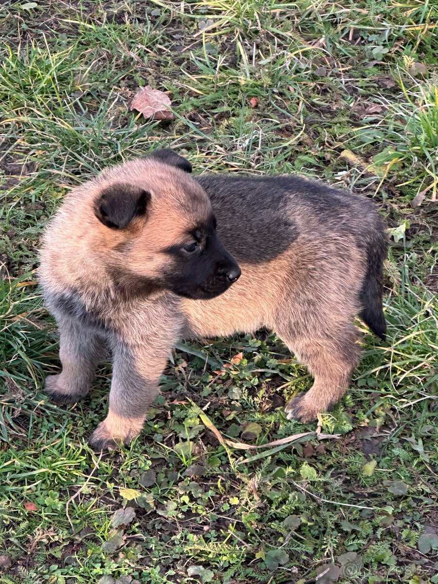 Belgický ovčák Malinois X německy ovčák - 16