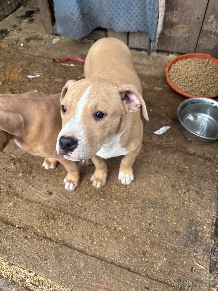 Americký stafordsirsky terier, Stafford, amstaf - 16