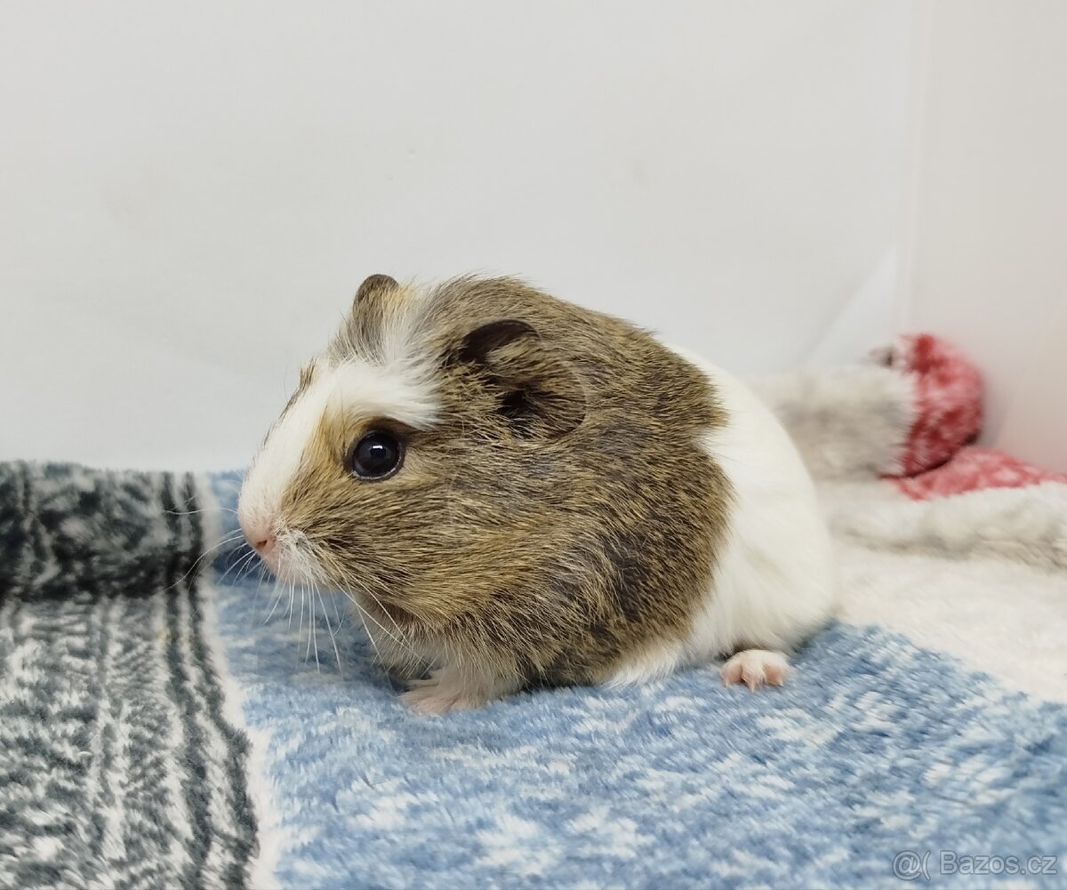 Morče, Morčata, Morčátko, Morčátka - SAMIČKY - 16