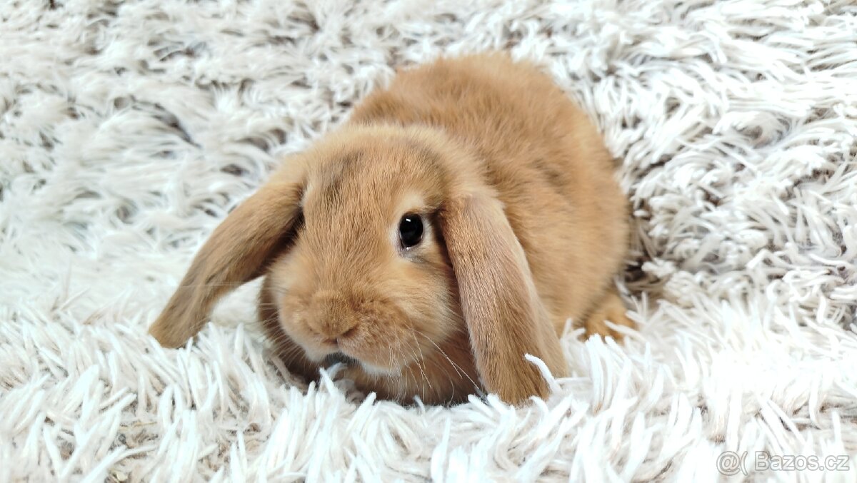 Zakrslý beránek, králíček, králík - JAYDEN - 16