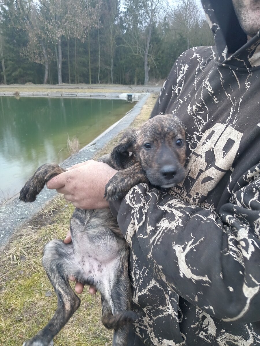 Poslední Vánoční štěňátka - 16