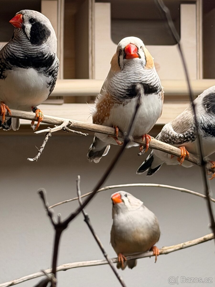 Výstavní zebřičky - 16