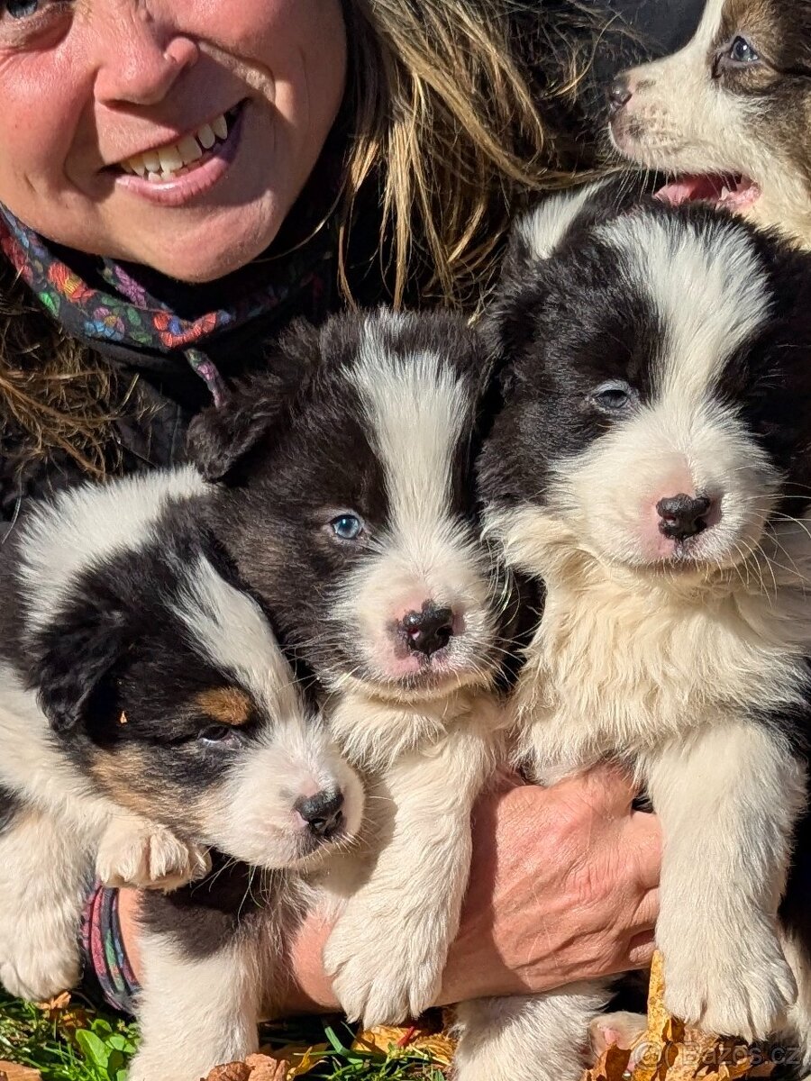 Australský ovčák, štěňata s PP FCI - 16