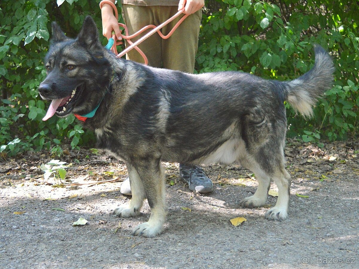 🐾 SIMBAD – energický hrdina s velkým srdcem - 16