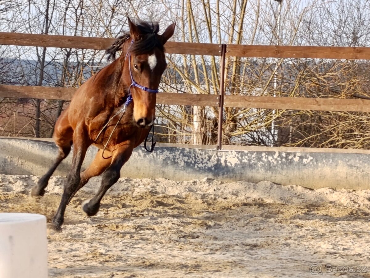 Klisna / Klusák / 7let / Prodej - 16