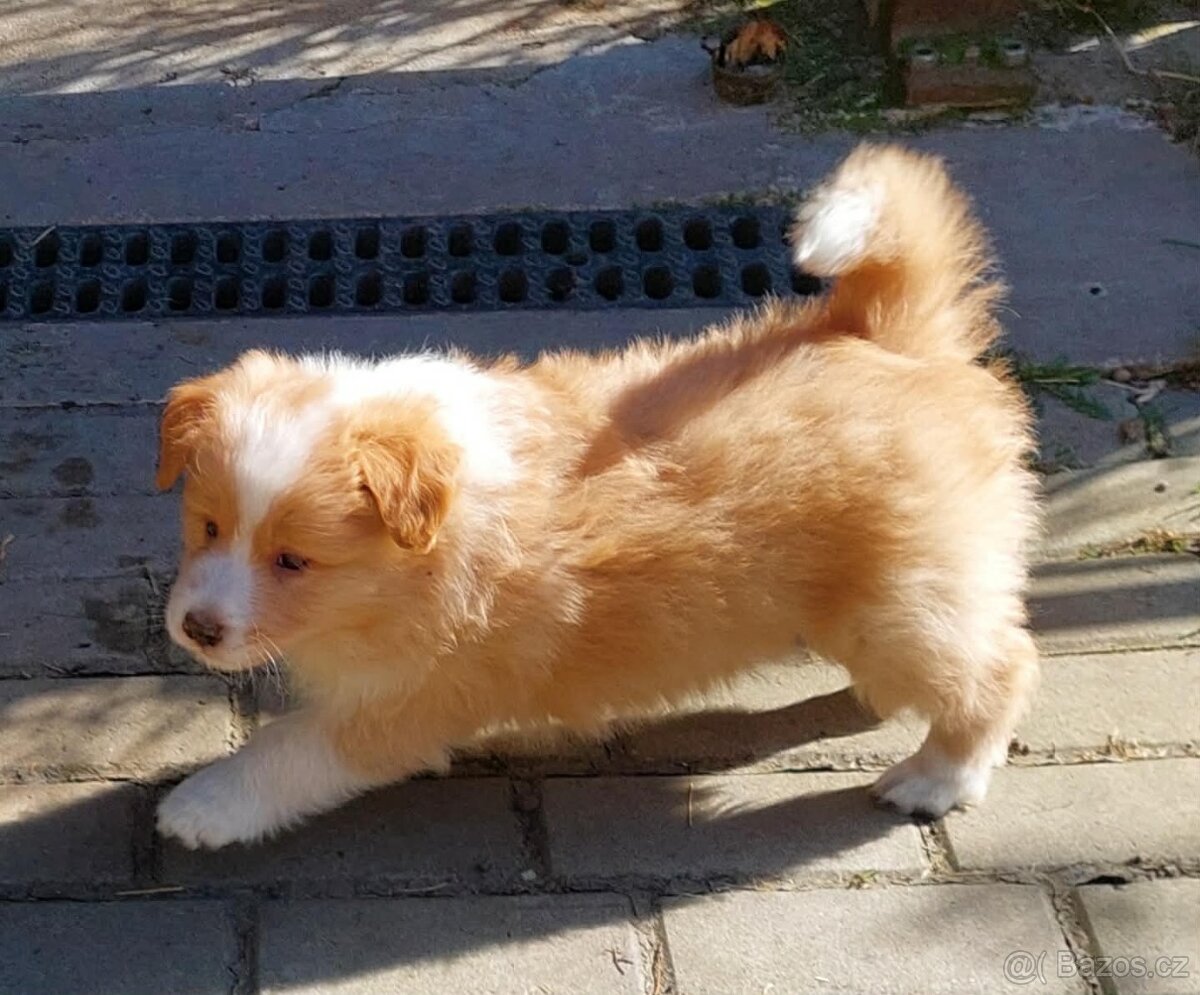 border kolie ee - red - 16