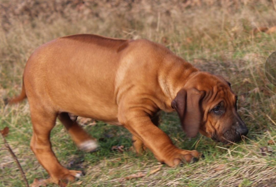 Rhodéský ridgeback - 16