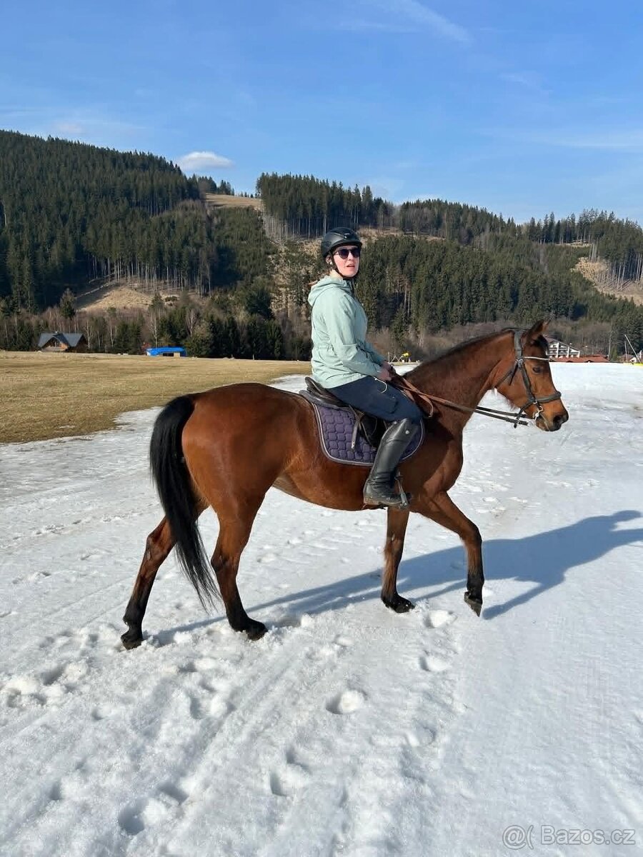 Kobyla Sunny - 16