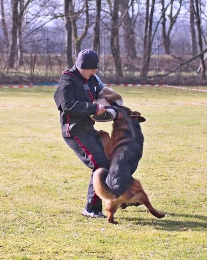 Německý Ovčák - štěňata - 16