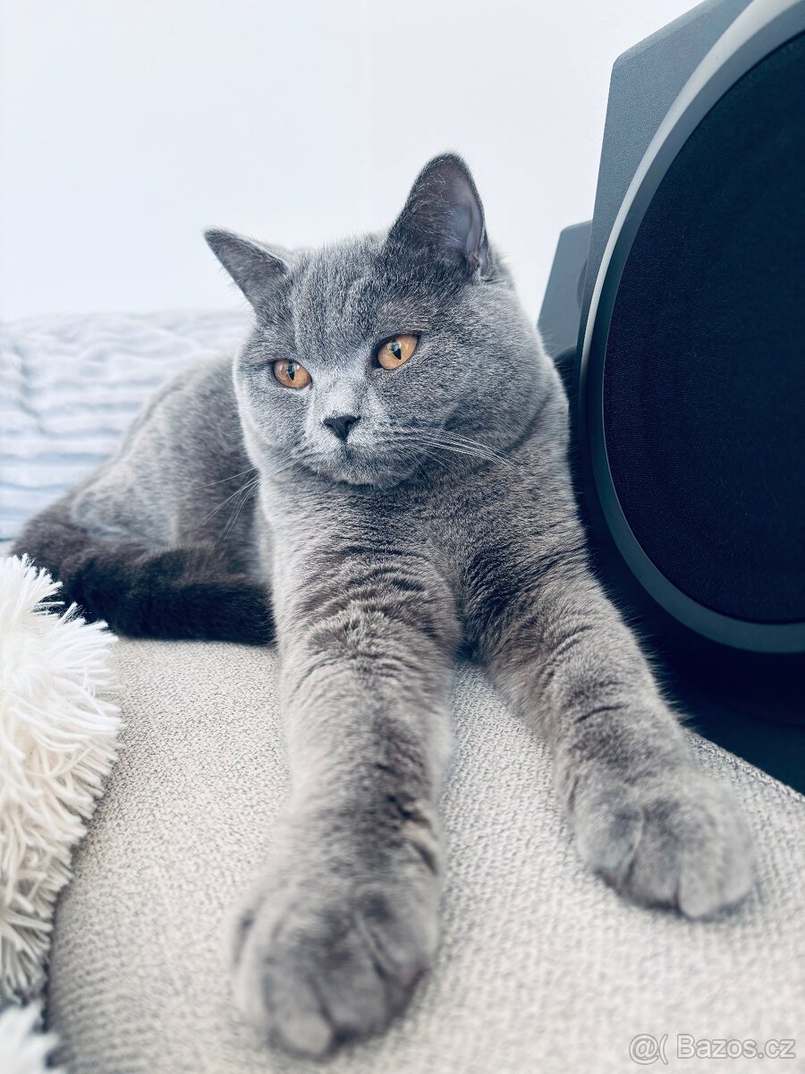 🩶Britská koťátka hledají milující domov🩶 - 16