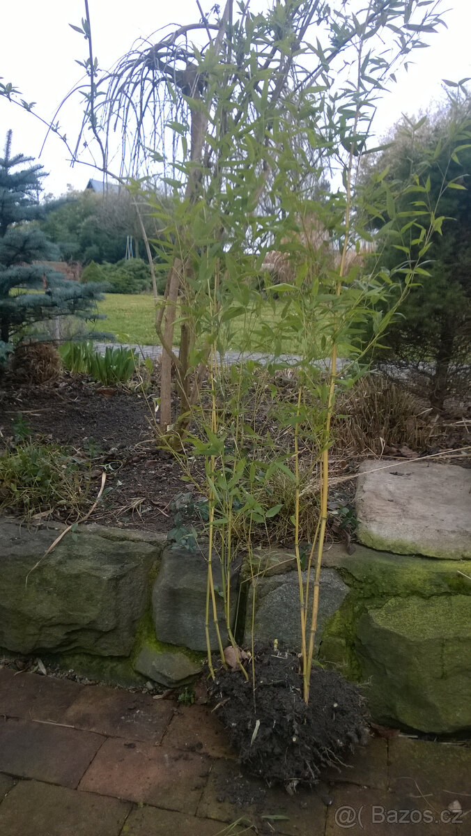 bambusy - podzimní výsadba - 16