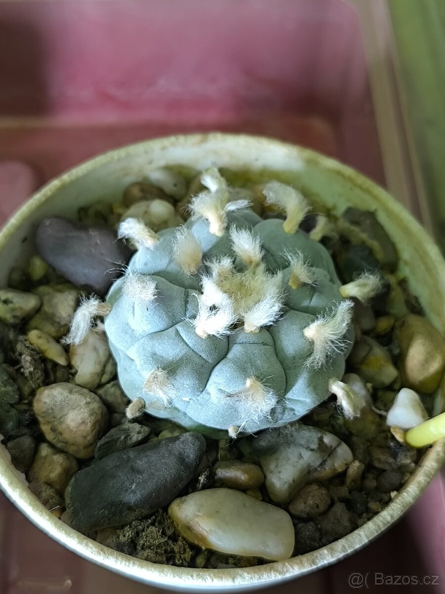 Kaktusy a sukulenty - 16