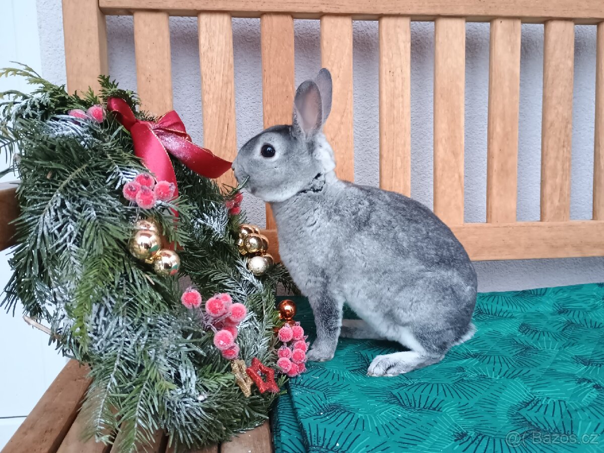 Zakrslý rexík činčilový sameček s PP - 16