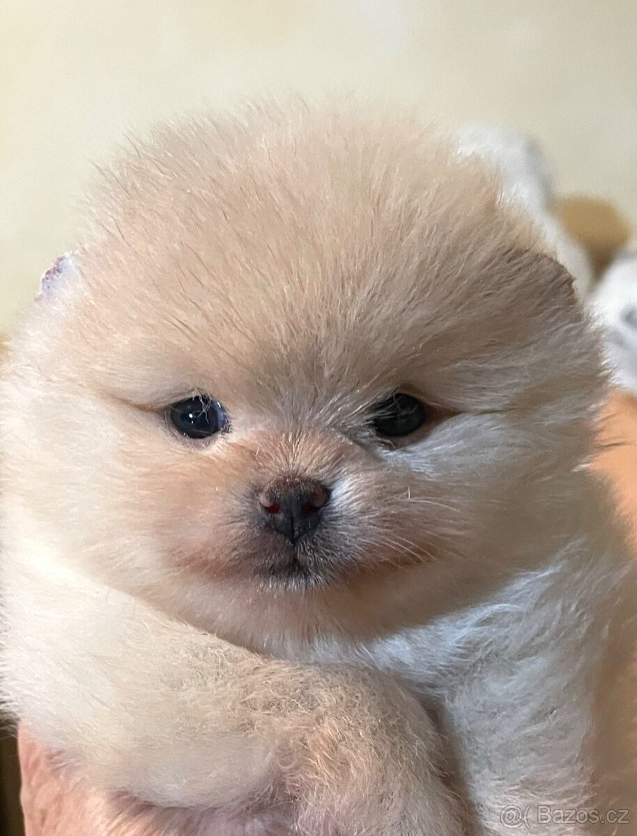 POMERANIAN S PP FCI - ch.s. z Malebného povltaví - 16