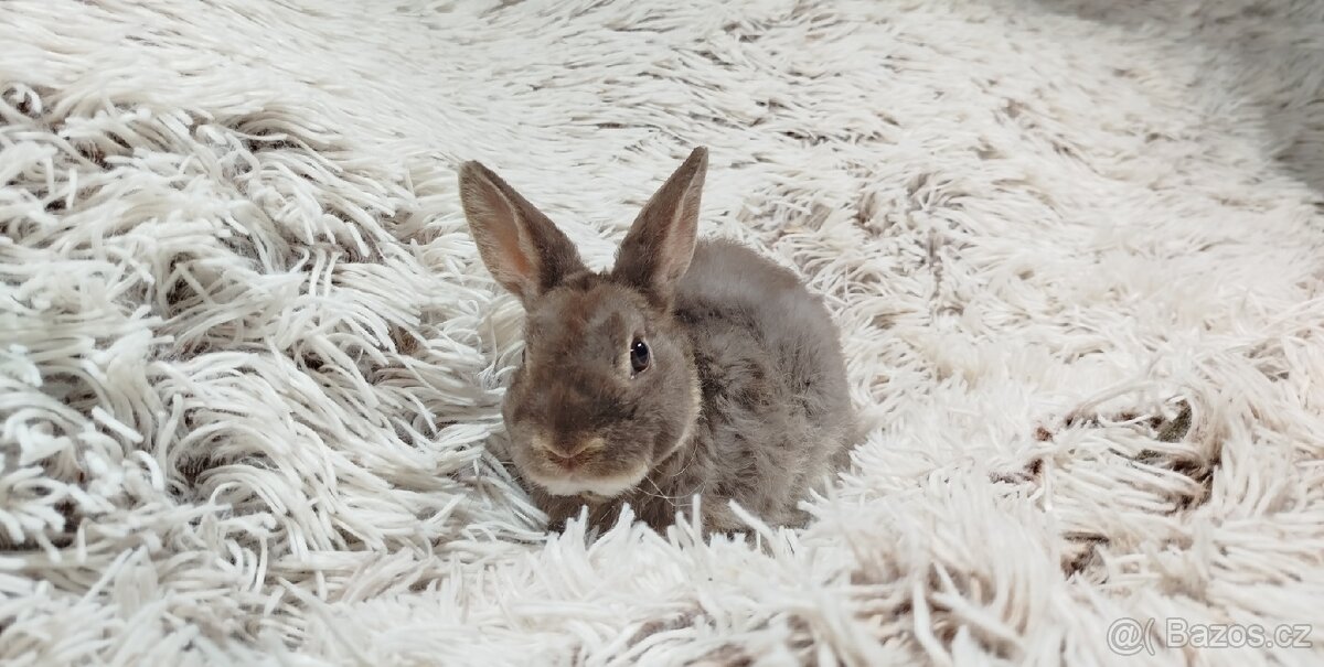 Zakrslý beránek,králíček,králík -(REX)-DIANA - 16