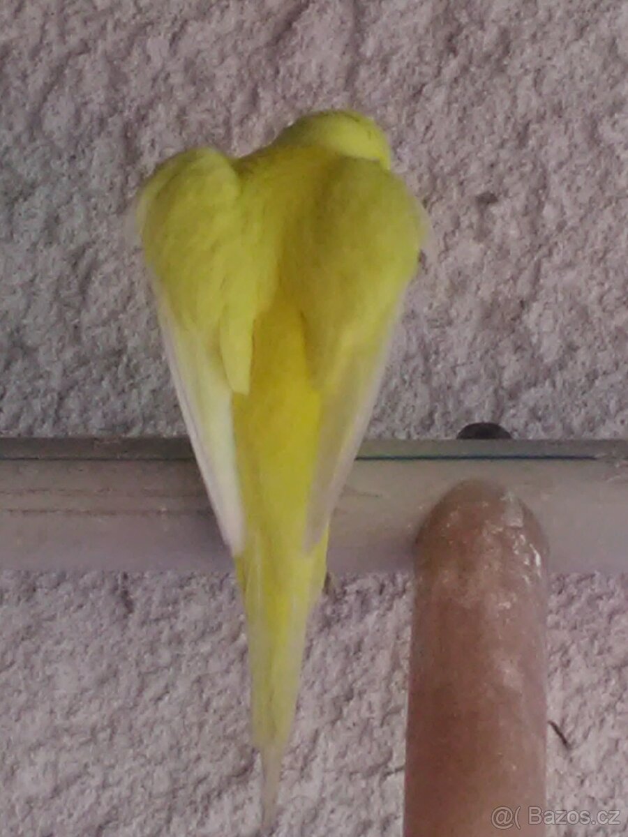 ANDULKA VLNKOVANÁ - 16