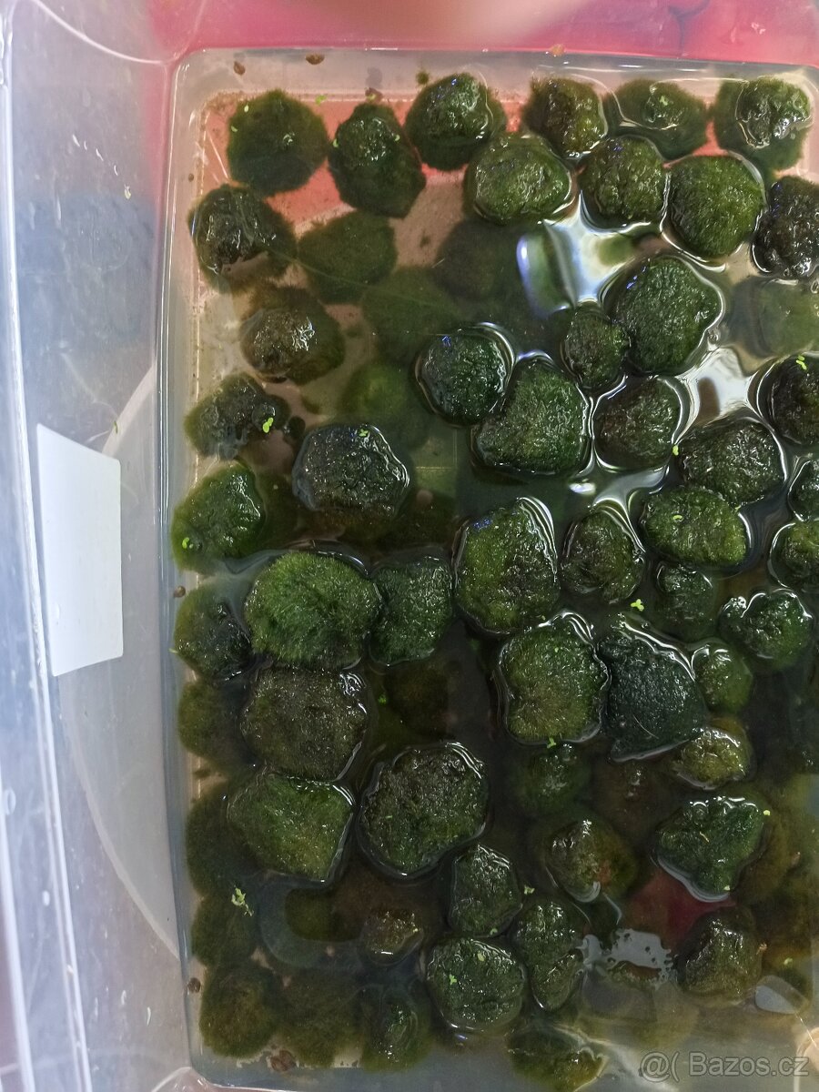 Prodej krevetek a doplňků - 16